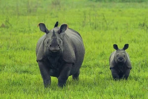 カジランガのインドサイ