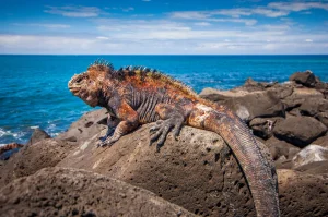 ガラパゴスの海イグアナ